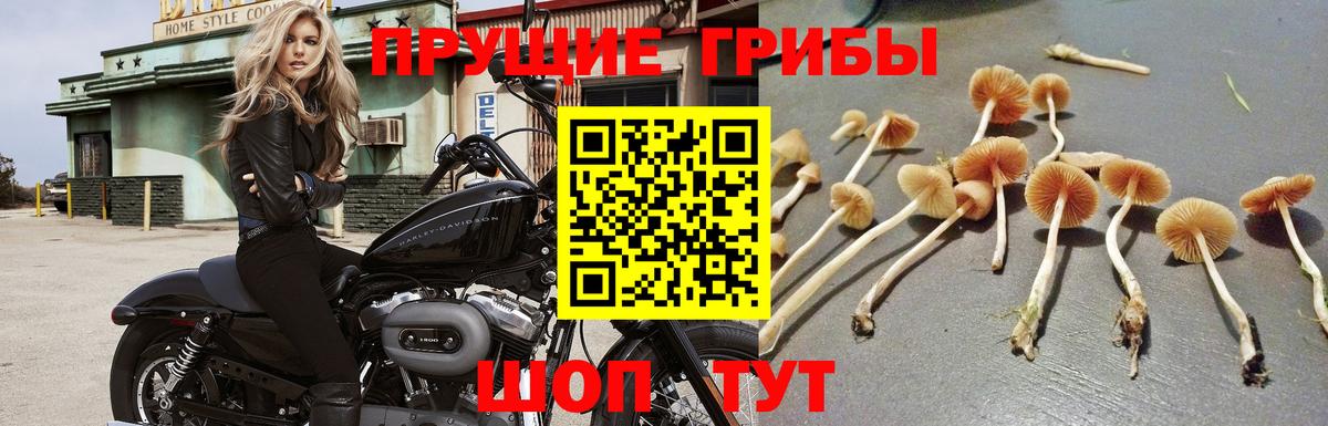 Галлюциногенные грибы мицелий Тимашёвск